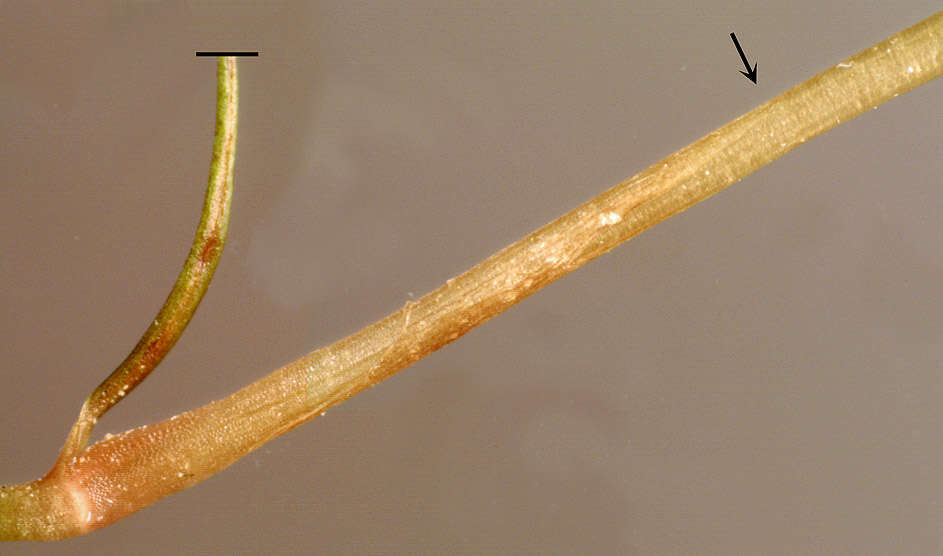 Image of Lesser Pondweed