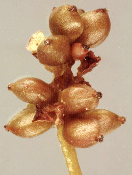 Image of Lesser Pondweed