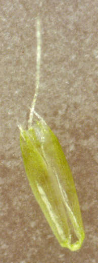 Imagem de Polypogon monspeliensis (L.) Desf.