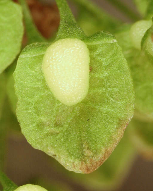 Image of Curled Dock