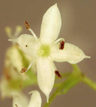 Image of Galium mollugo subsp. mollugo