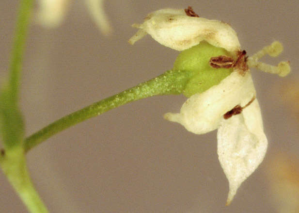 Image of Galium mollugo subsp. mollugo