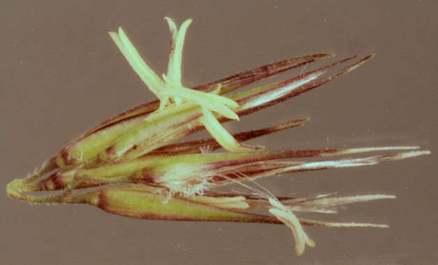 Imagem de Calamagrostis epigejos (L.) Roth