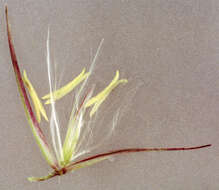 Imagem de Calamagrostis epigejos (L.) Roth