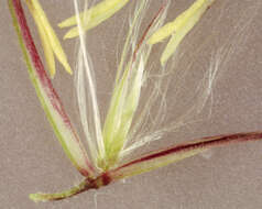 Imagem de Calamagrostis epigejos (L.) Roth