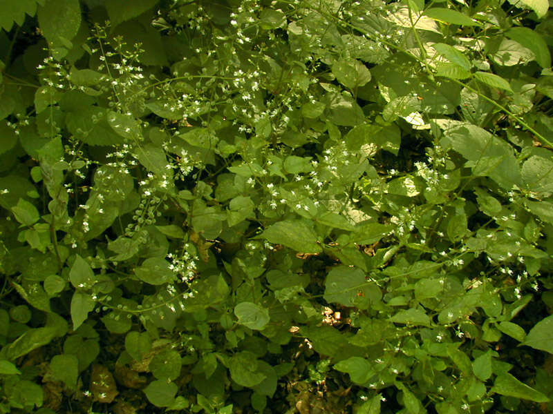 Image of broadleaf enchanter's nightshade