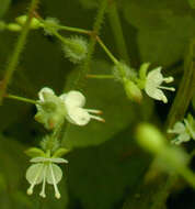 Image of broadleaf enchanter's nightshade