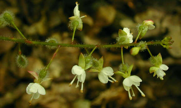 Image of broadleaf enchanter's nightshade