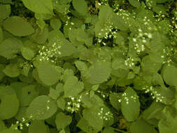 Image of broadleaf enchanter's nightshade