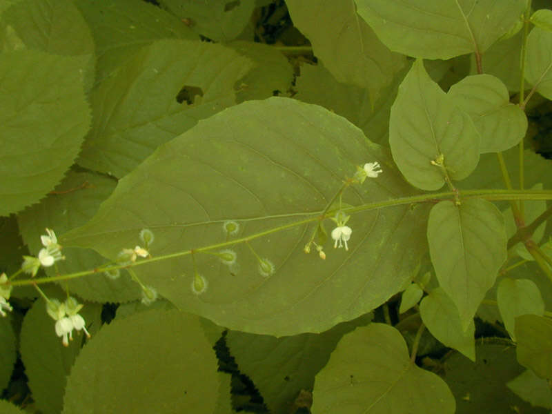 Image of broadleaf enchanter's nightshade