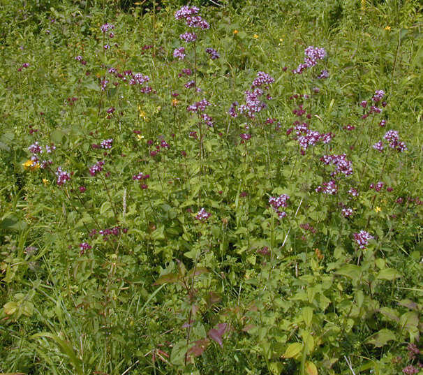 Image of oregano