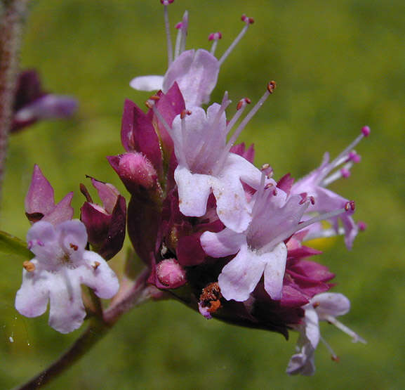 Image of oregano