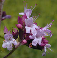 Image of oregano