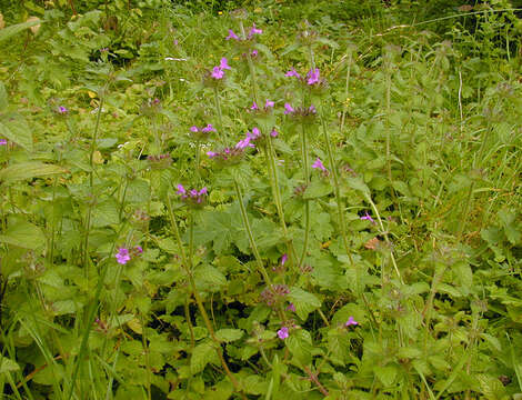 Image of wild basil