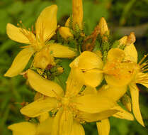 Image of hairy St John's-wort