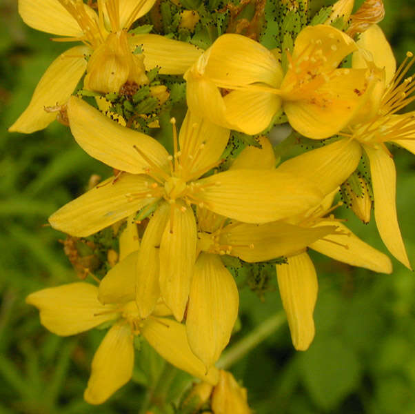 Image of hairy St John's-wort