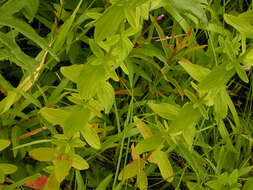 Image of hairy St John's-wort