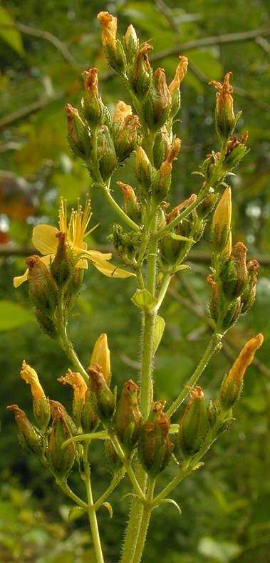 Image of hairy St John's-wort