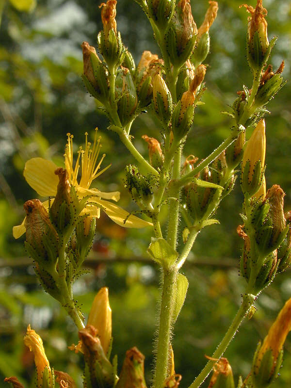 Image of hairy St John's-wort