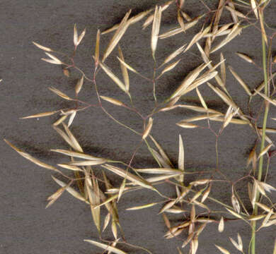 Image de <i>Anguina agrostis</i>