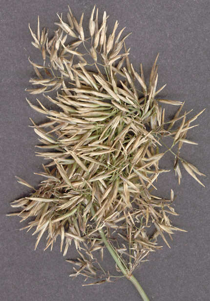 Image of <i>Anguina agrostis</i>