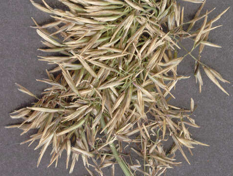 Image of <i>Anguina agrostis</i>