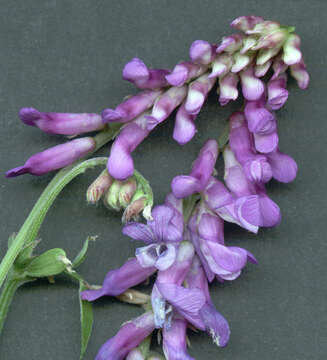 Image of bird vetch