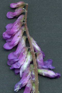 Image of bird vetch