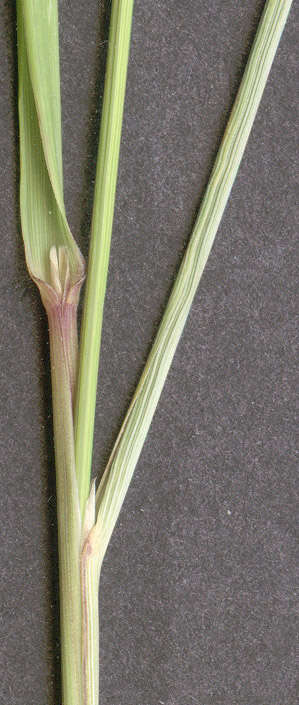 Imagem de Calamagrostis epigejos (L.) Roth