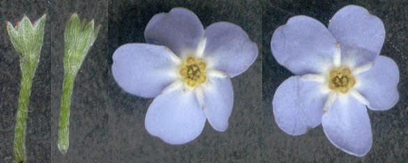 Image of true forget-me-not