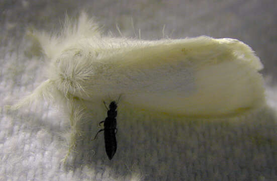 Image of White Satin Moth