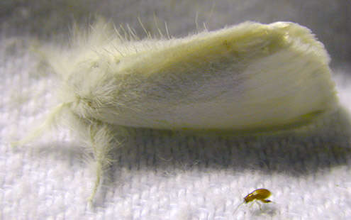 Image of White Satin Moth