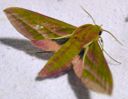 Image of elephant hawk-moth