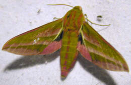 Image of elephant hawk-moth