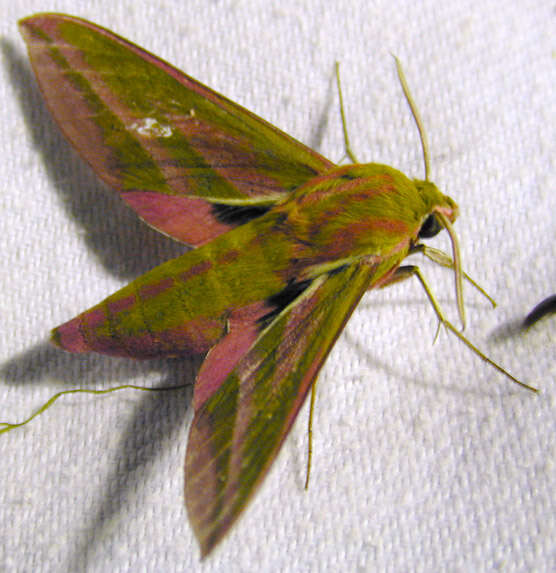 Image of elephant hawk-moth