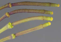 Image of Brassica oleracea var. oleracea