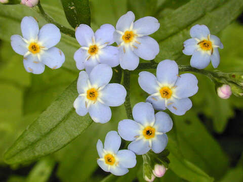 Image of true forget-me-not