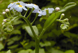 Image of true forget-me-not