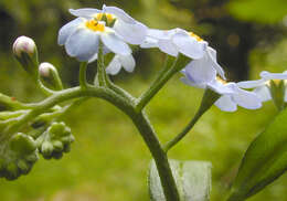 Image of true forget-me-not