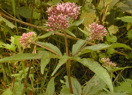 Image of hemp agrimony