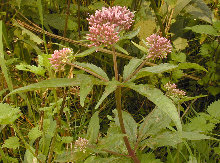 Image of hemp agrimony