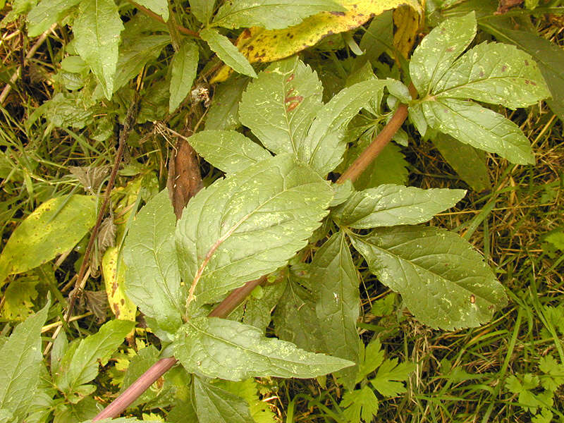 Image of hemp agrimony