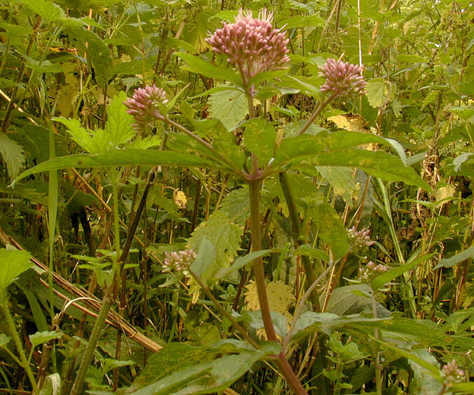 Image of hemp agrimony