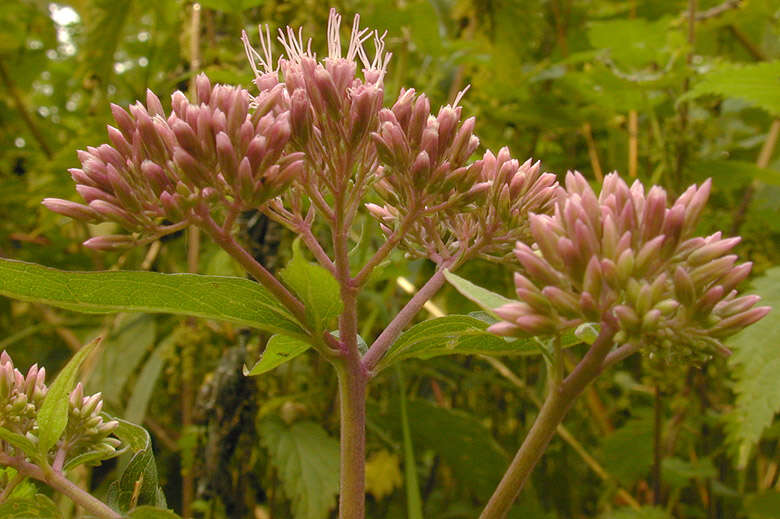 Image of hemp agrimony