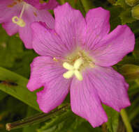 Image of Great Willowherb