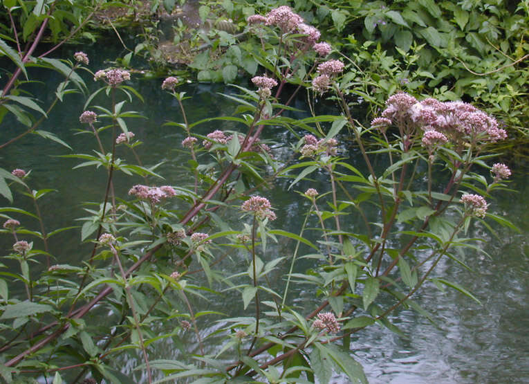 Image of hemp agrimony