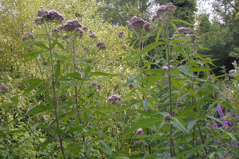 Image of hemp agrimony