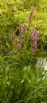 Image of Purple Loosestrife