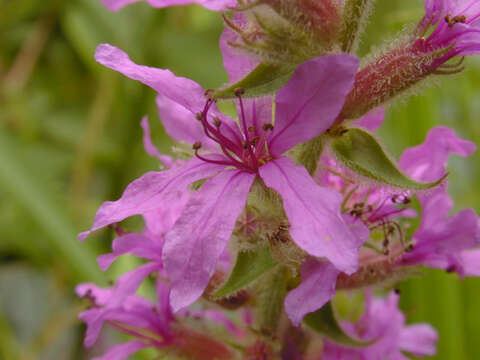 Image of Purple Loosestrife