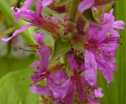 Image of Purple Loosestrife